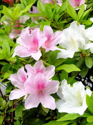 都筑区役所（つつじ）
