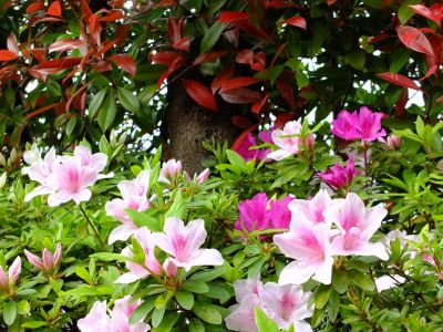 都筑区役所（つつじ）
