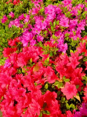 みずきヶ丘（つつじ）
