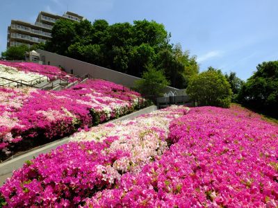 横浜国際プールのつつじ
