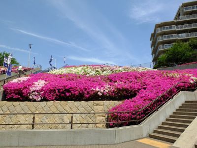 横浜国際プールのつつじ
