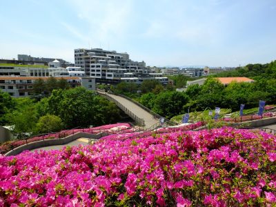 横浜国際プールのつつじ
