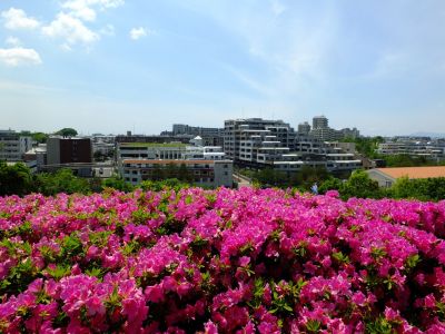 横浜国際プールのつつじ
