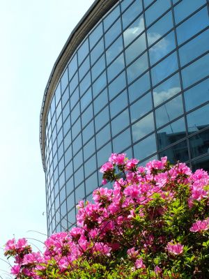 横浜国際プールのつつじ
