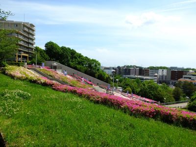 横浜国際プールのつつじ
