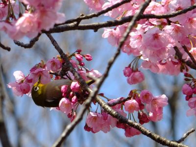 都筑中央公園の横浜緋桜
