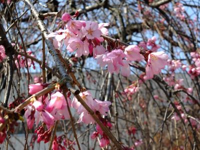 荏田近隣センターのしだれ桜
