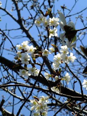 こぶしと山桜
