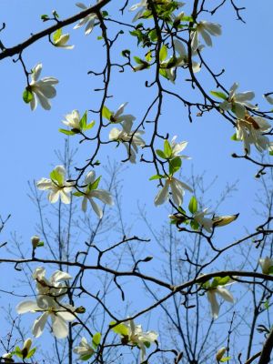 都筑中央公園のこぶし
