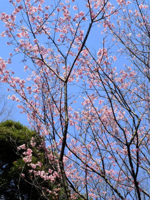 都筑中央公園の横浜緋桜
