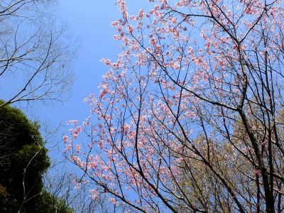 都筑中央公園の横浜緋桜
