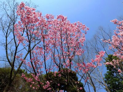 都筑中央公園の横浜緋桜
