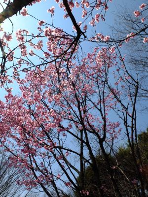 都筑中央公園の横浜緋桜

