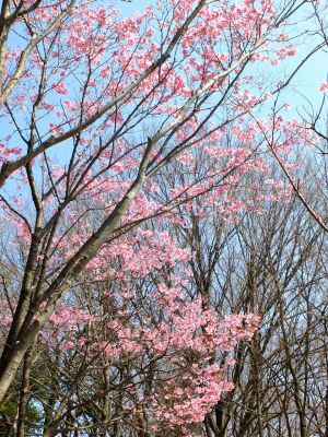 都筑中央公園の横浜緋桜
