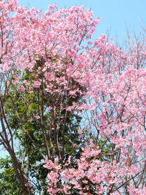 都筑中央公園の横浜緋桜
