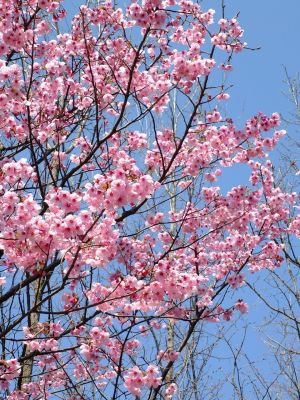 都筑中央公園の横浜緋桜
