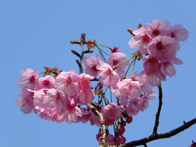 都筑中央公園の横浜緋桜
