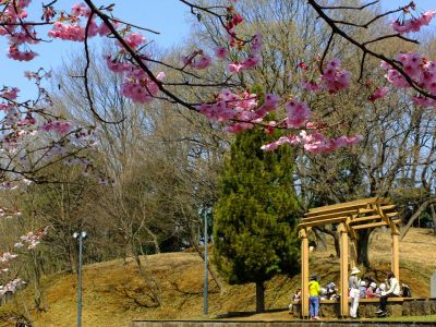 都筑中央公園の横浜緋桜
