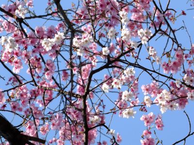 都筑中央公園の横浜緋桜とまめ桜
