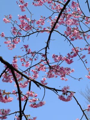 都筑中央公園の横浜緋桜
