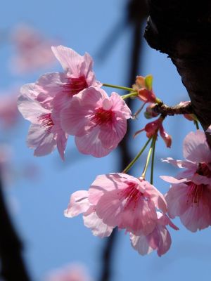 都筑中央公園の横浜緋桜
