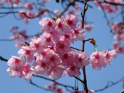 都筑中央公園の横浜緋桜
