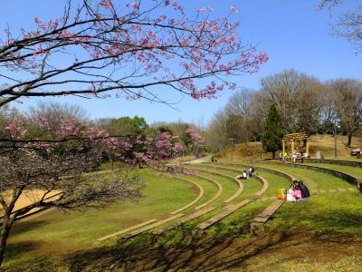 都筑中央公園の横浜緋桜
