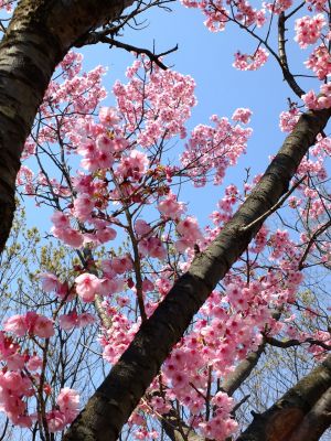 都筑中央公園の横浜緋桜
