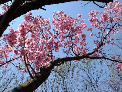 都筑中央公園の横浜緋桜

