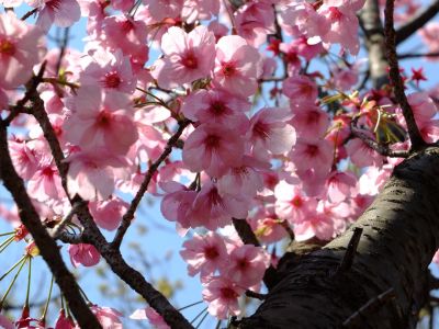 都筑中央公園の横浜緋桜
