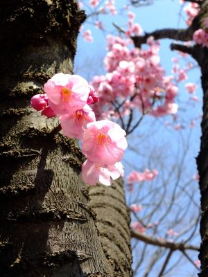 都筑中央公園の横浜緋桜
