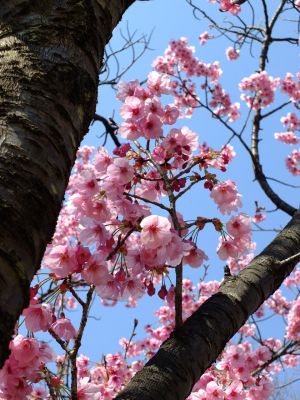 都筑中央公園の横浜緋桜

