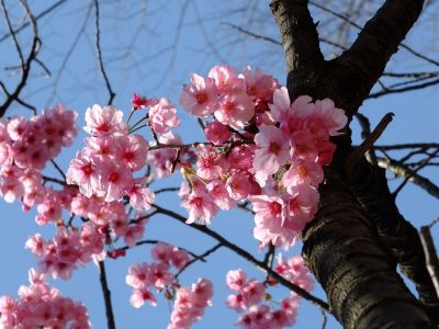 都筑中央公園の横浜緋桜
