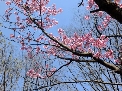都筑中央公園の横浜緋桜
