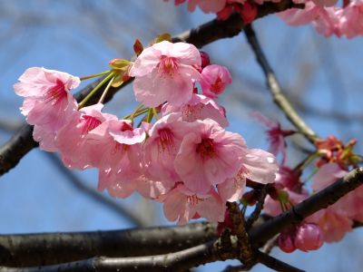 都筑中央公園の横浜緋桜
