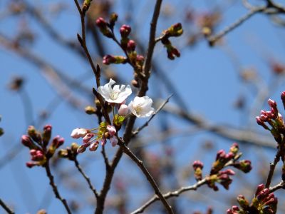 都筑中央公園の染井吉野
