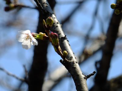 都筑中央公園の染井吉野
