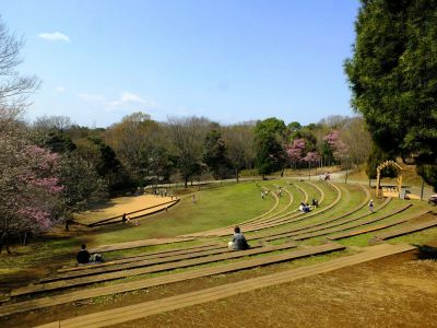 都筑中央公園の横浜緋桜
