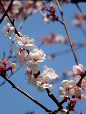 都筑区役所の杏の花
