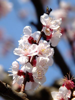 都筑区役所の杏の花
