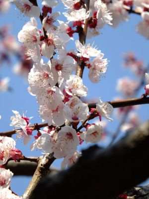 都筑区役所の杏の花
