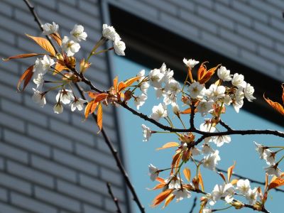 都筑区役所の山桜
