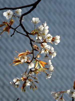 都筑区役所の山桜
