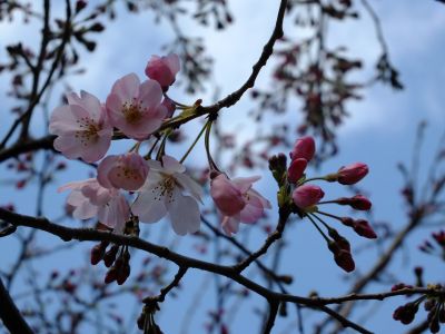 早淵川親水広場の神代曙
