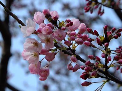 早淵川親水広場の神代曙
