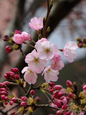早淵川親水広場の神代曙
