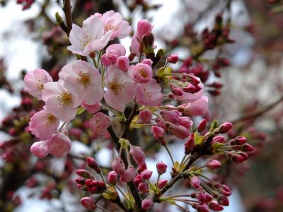 早淵川親水広場の神代曙
