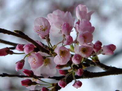 早淵川親水広場の神代曙
