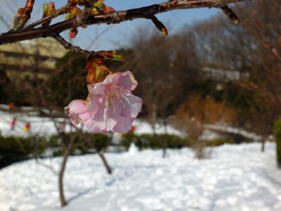 茅ヶ崎公園（河津ざくら）
