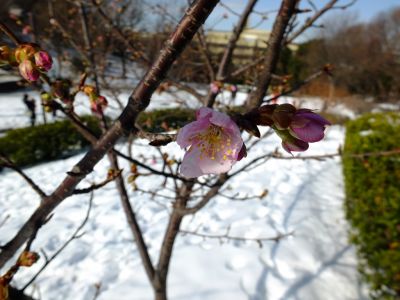 茅ヶ崎公園（河津ざくら）
